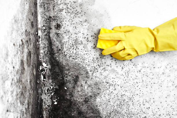 Home Mold Removal in Ford Heights, IL
